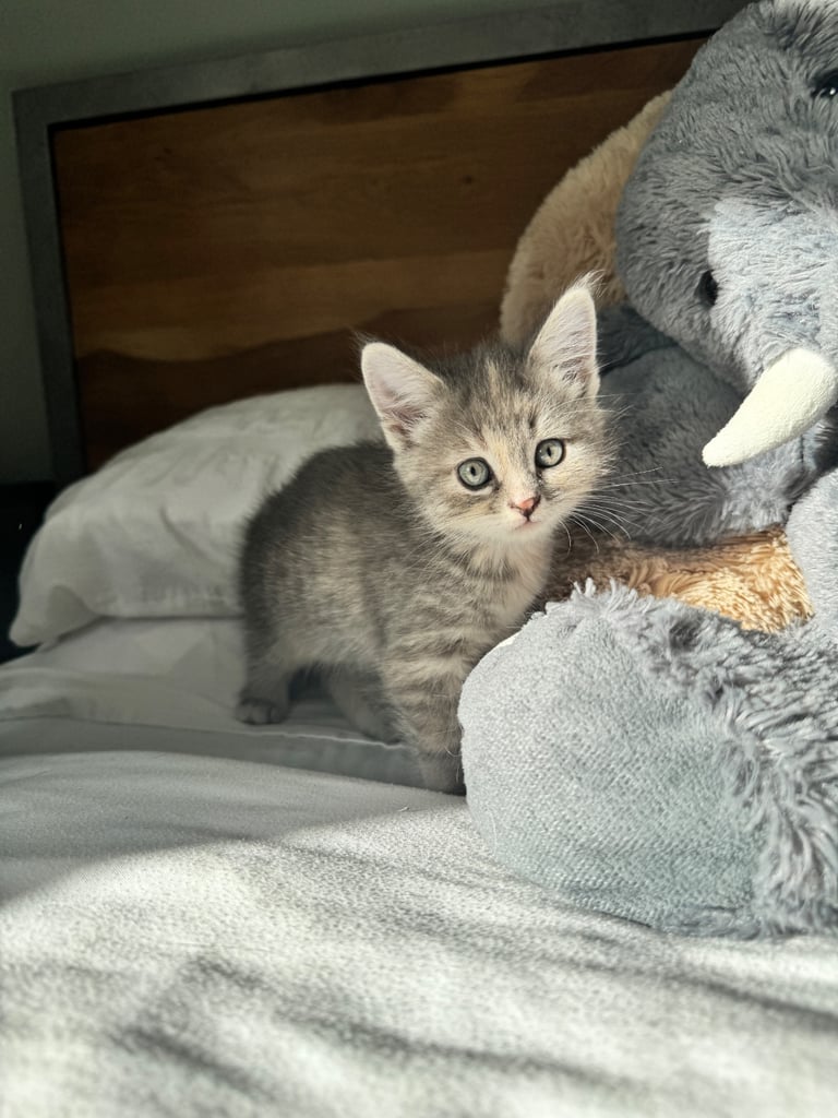 8 week old kittens ready for forever home! 