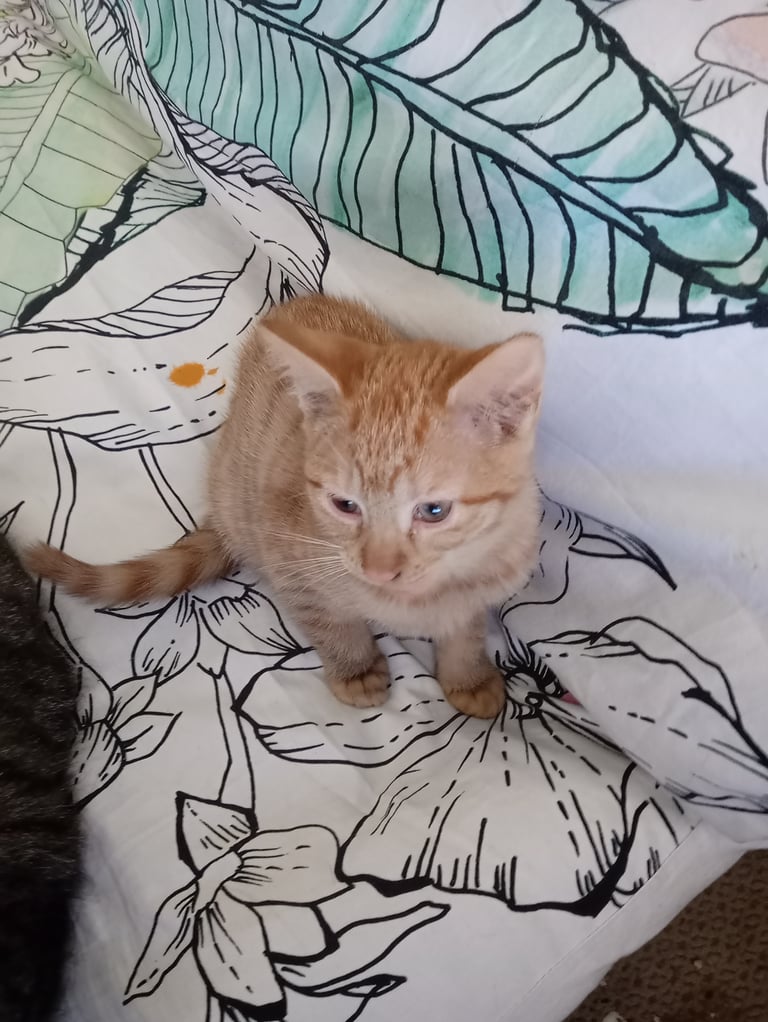 Kitten. Ginger girl