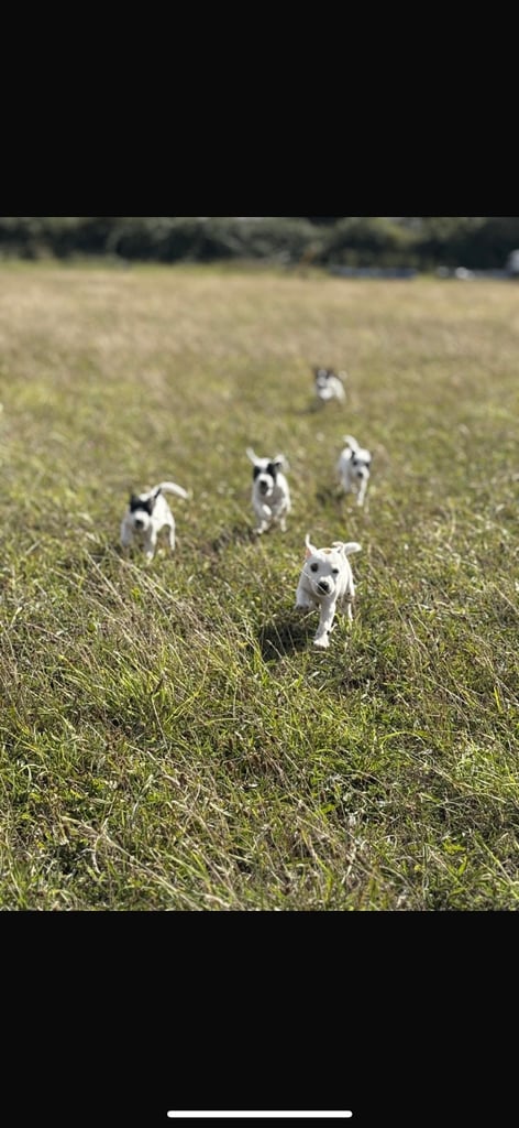 Jack Russel puppys 
