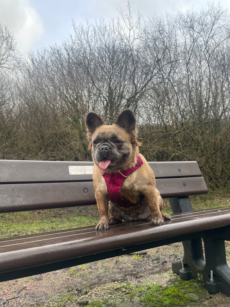 1 Full-Fluffy French Bulldogs FOR SALE