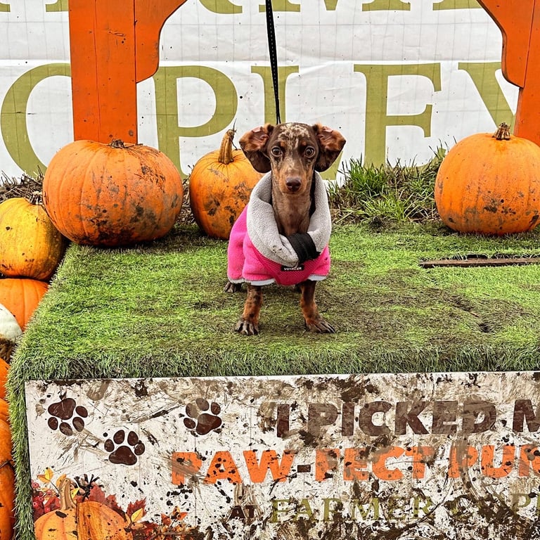 ❤️Beautiful 3 year old dapple miniature dachshund for sale ❤️