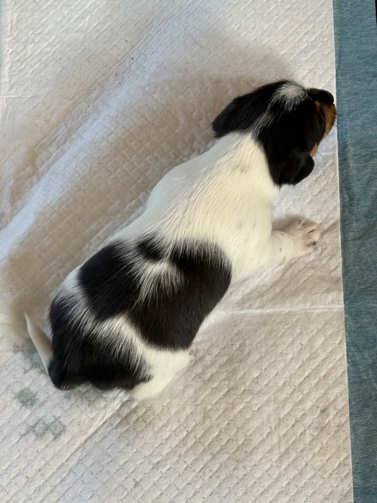 Jack Russell puppies 