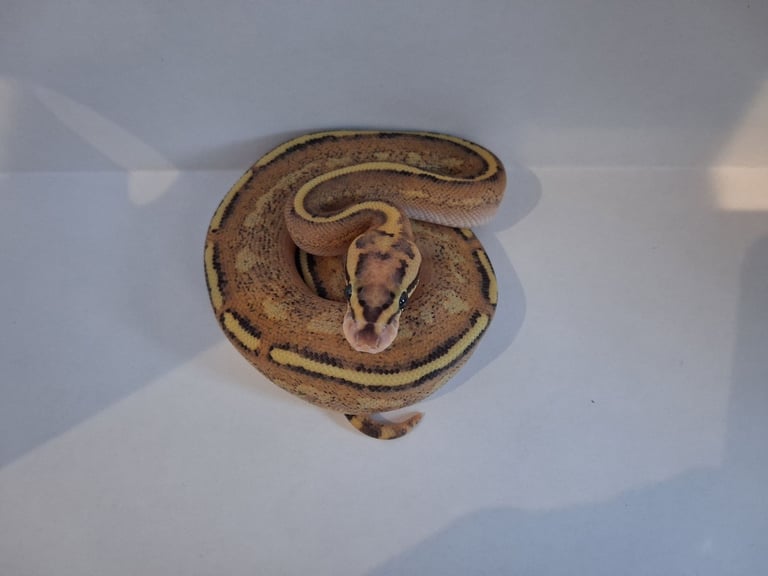Baby ball pythons 