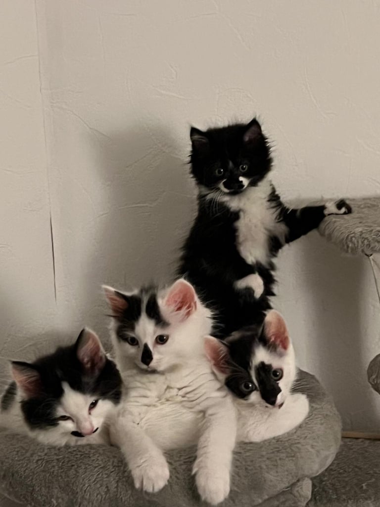 image for 6 beautiful fluffy kittens for sale