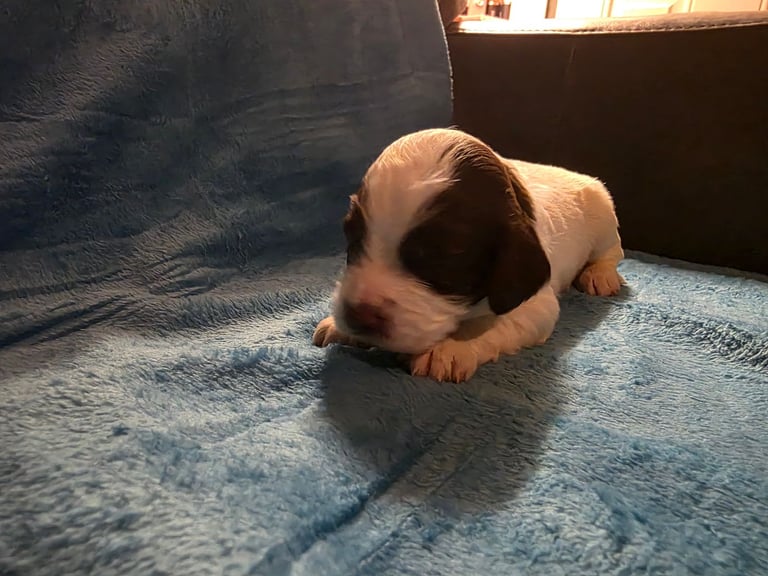 Springer spaniel pups 