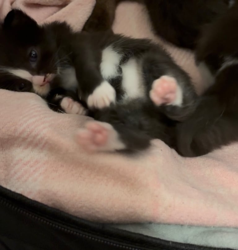 Kittens 