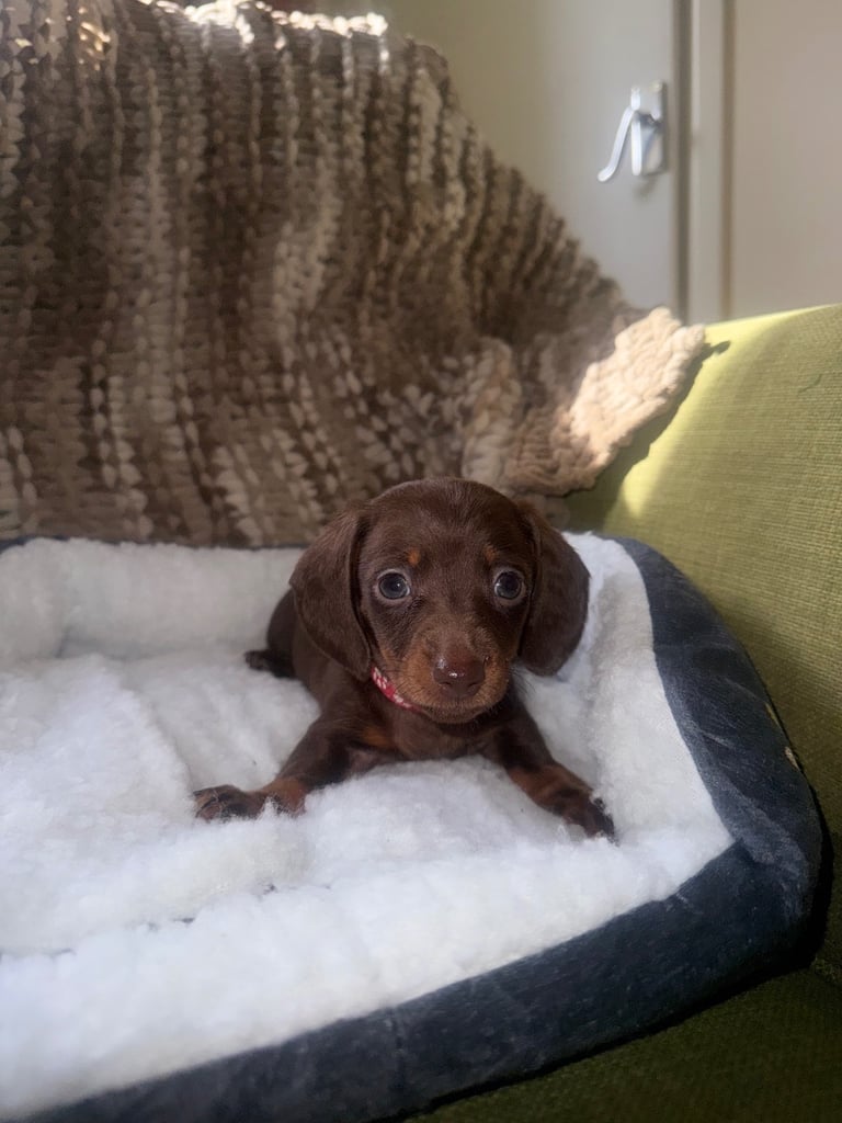 Ready to go! 1 boy left Miniature dachshunds puppies 