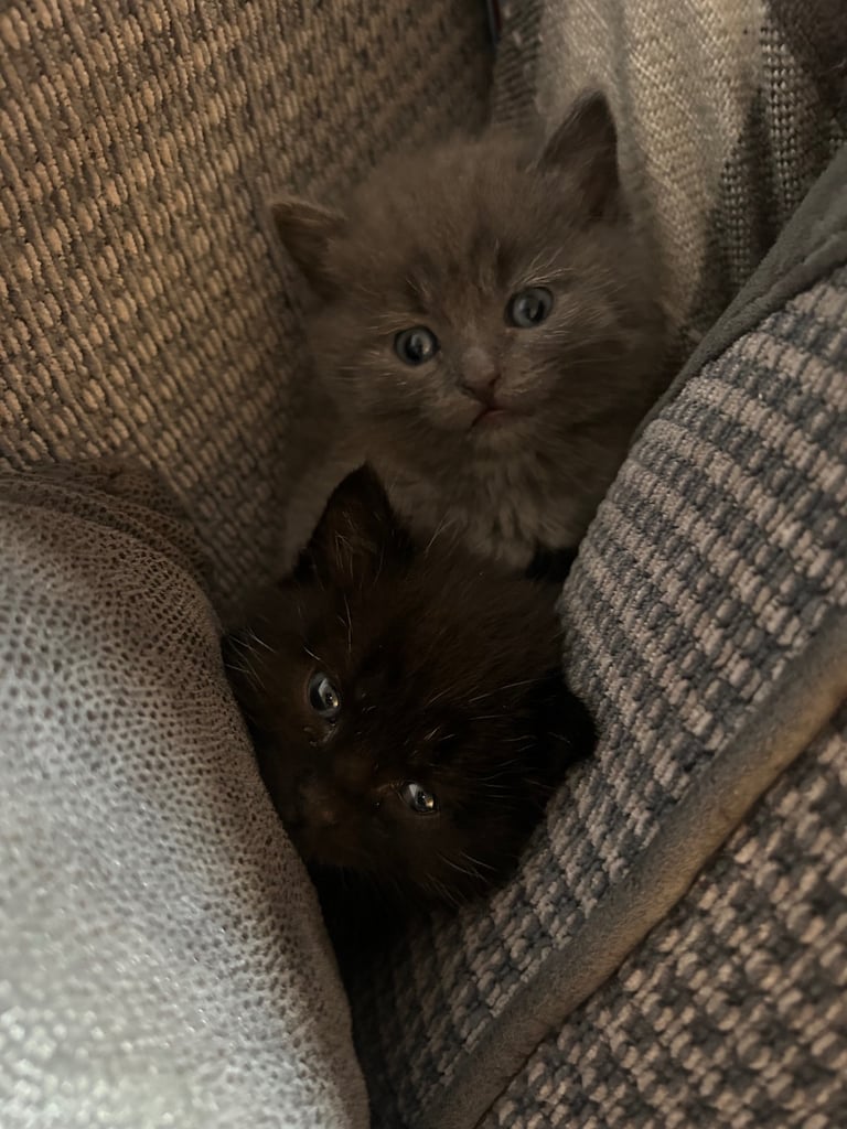 two beautiful kittens