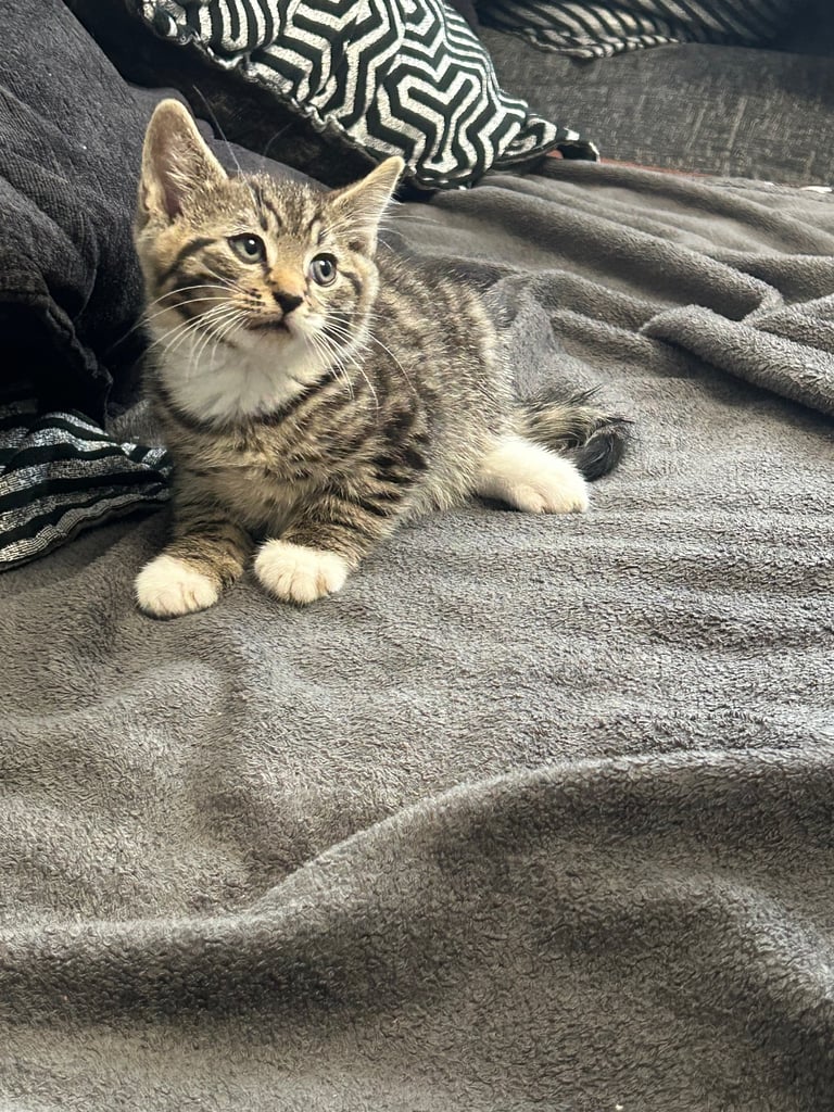  🐾 4 Beautiful Kittens for Sale – 8 Weeks Old 🐾
