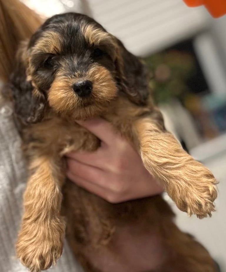 Heart Melting Show Cockapoo Pupd