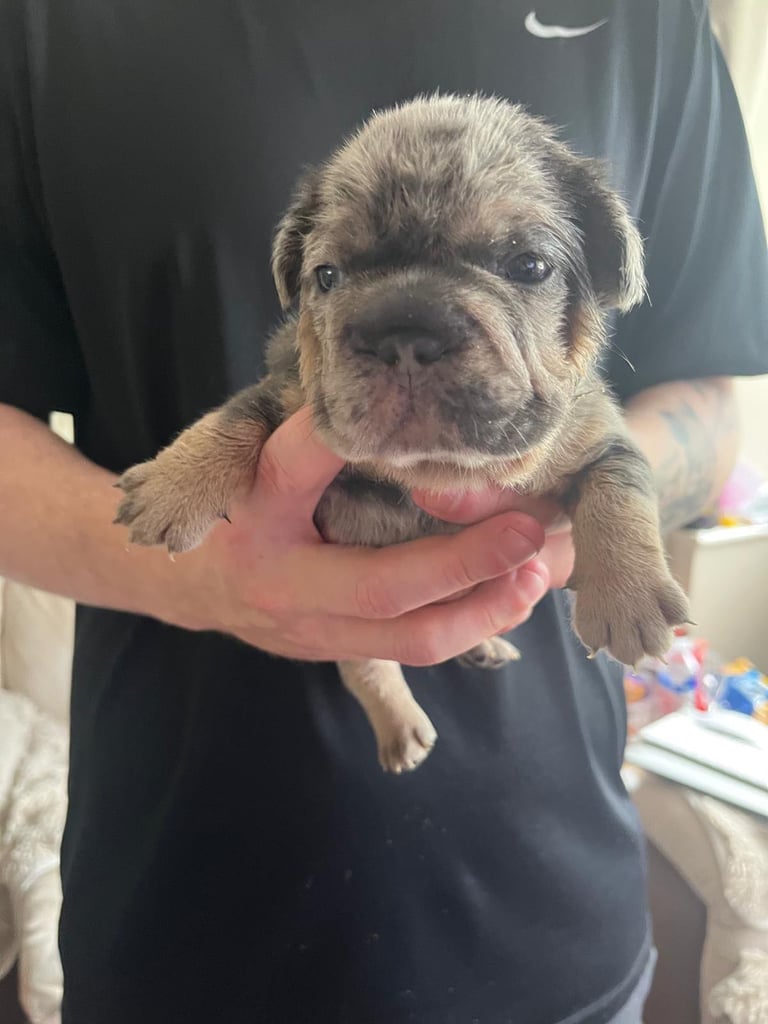 5 ⭐️ French bulldogs carrying fluffy 😍