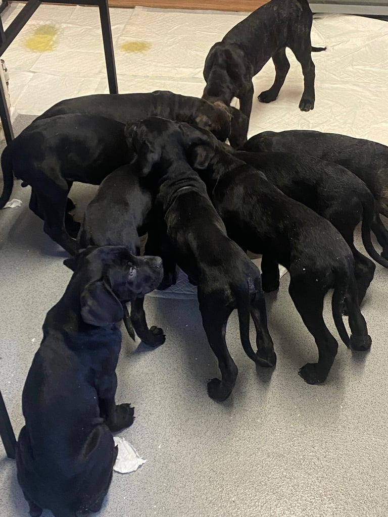 Beautiful 12-Week-Old Cane Corso Puppies Ready for Their New Homes
