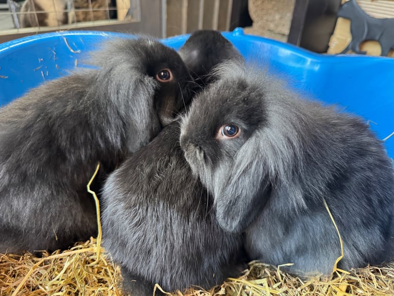 Dutch dwarf babies rabbits