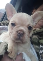 French bulldog isabella carrier puppies