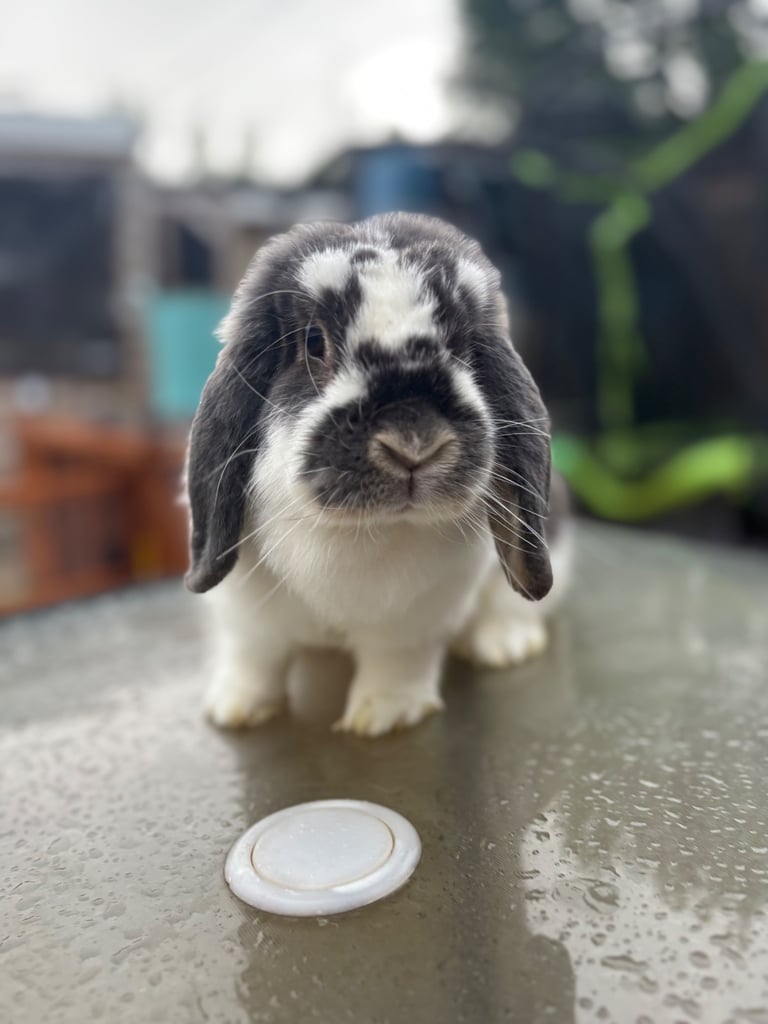 Bella the mini lop 