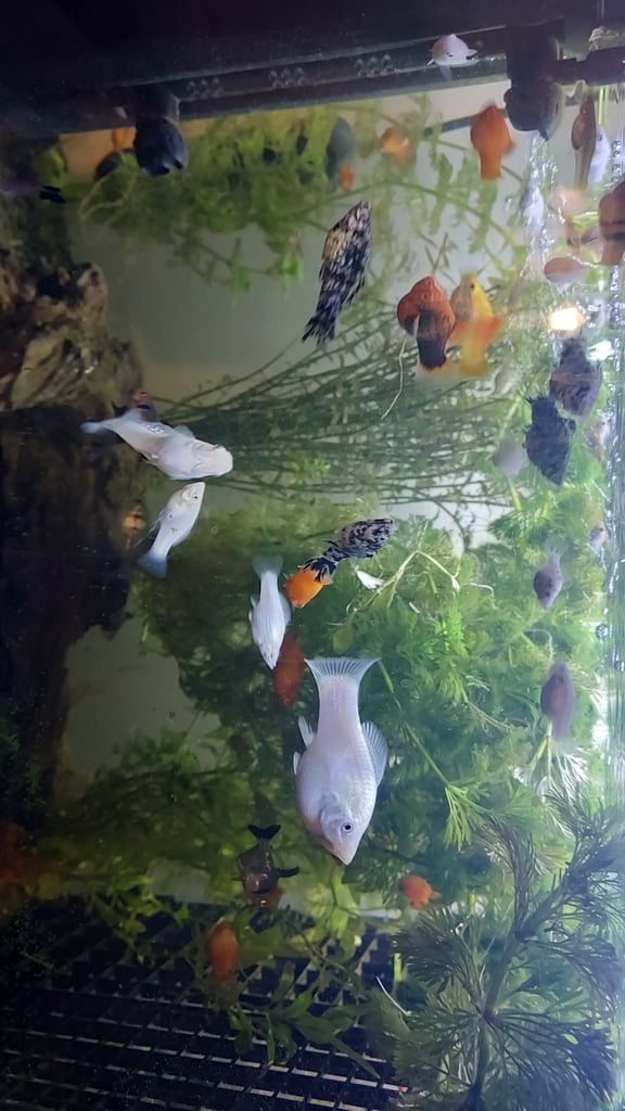  mix of tropical fish 60+