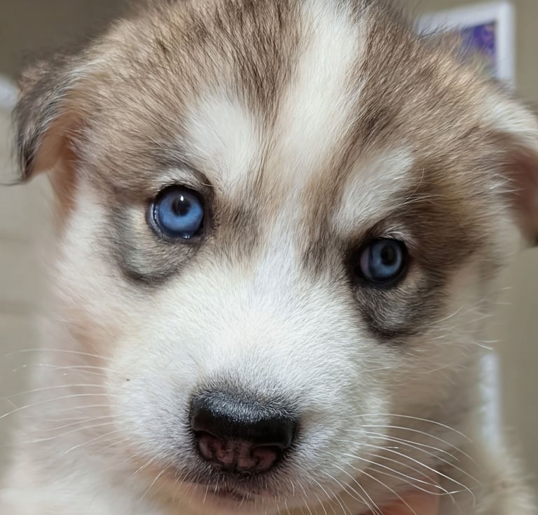 Beautiful Siberian Husky puppies 
