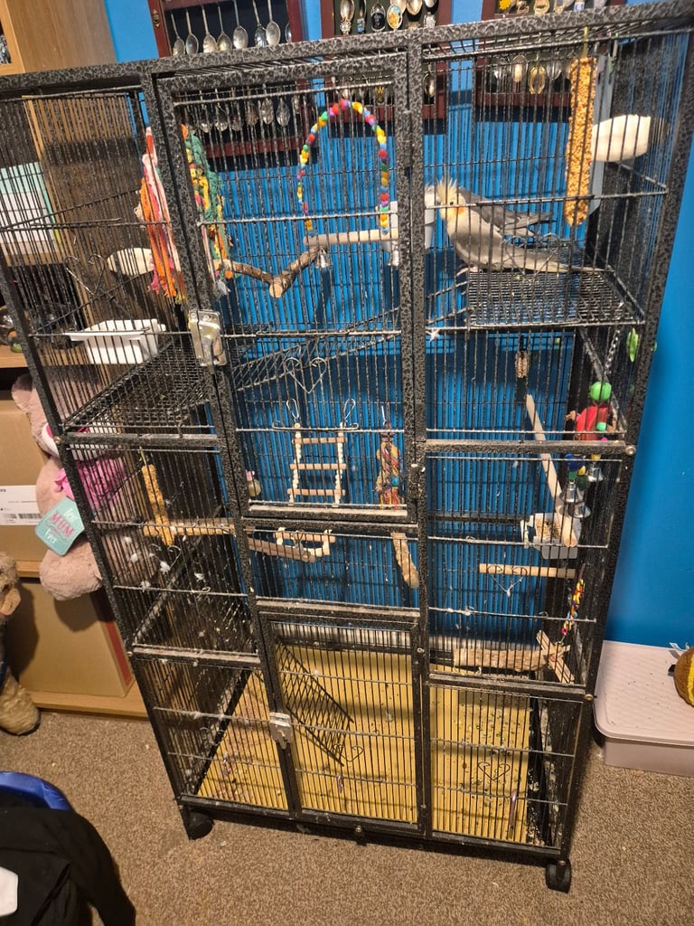 Two cockatiels for sale with cage 
