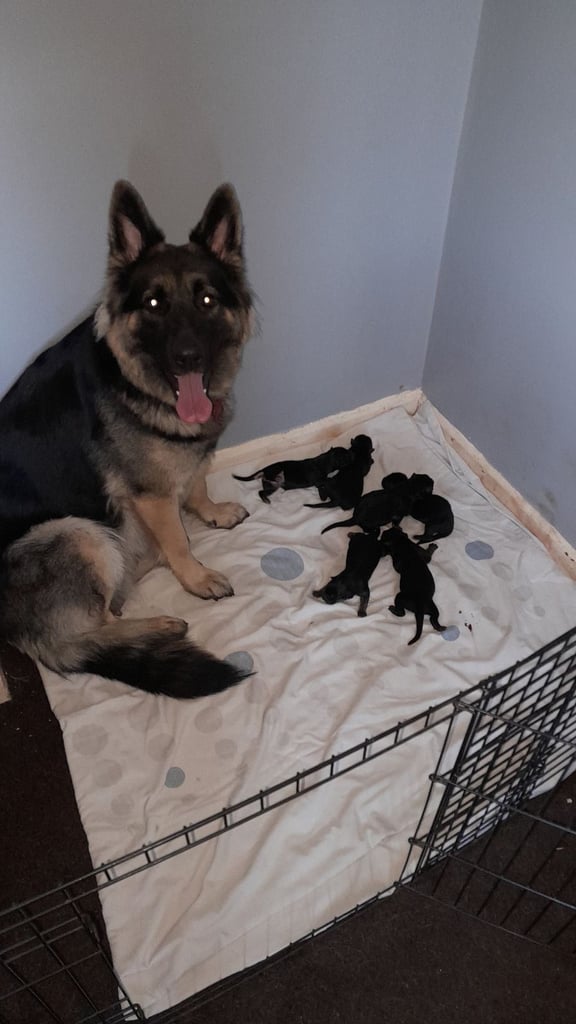 German shepherd puppies for sale 