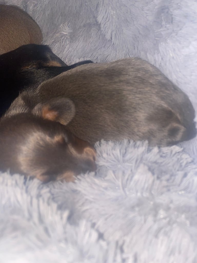3 male miniature dachshunds