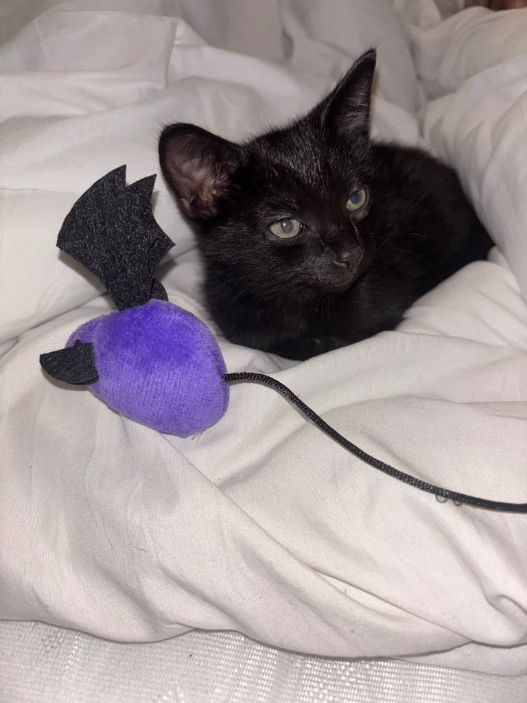 Black kitten 9 weeks old male 