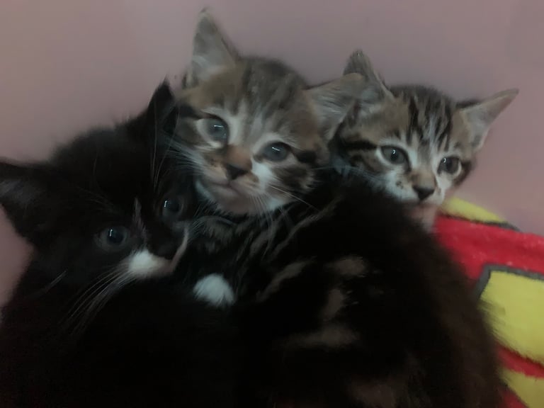 Kittens 