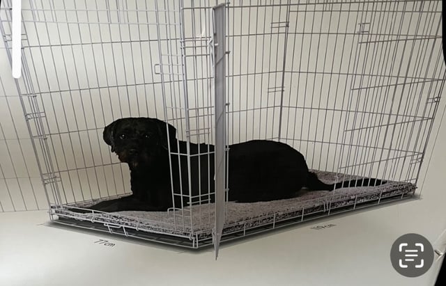 Dog Boarding Barkshire Dog Crate Dog Carrier Dog Crate Pet Valu