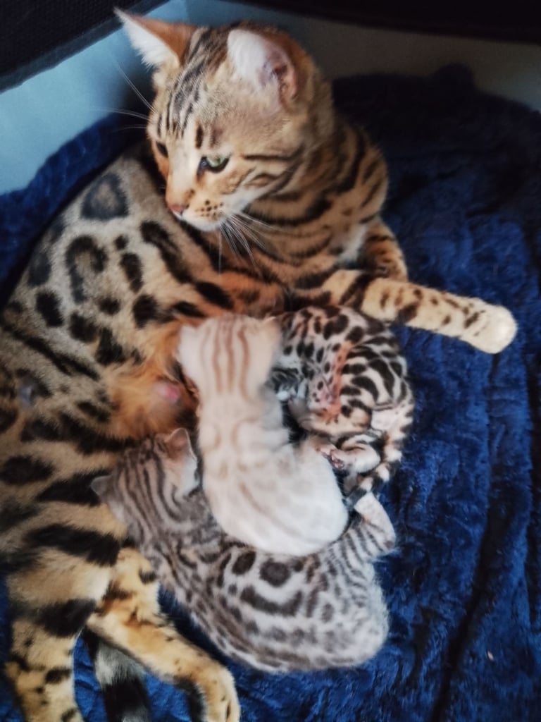 Purebred Rosetted Bengal kittens