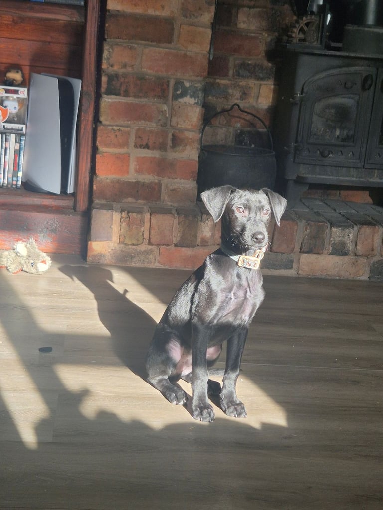 13 week old labrador X doberman 