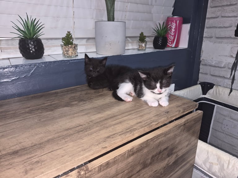 2 boy kittens 