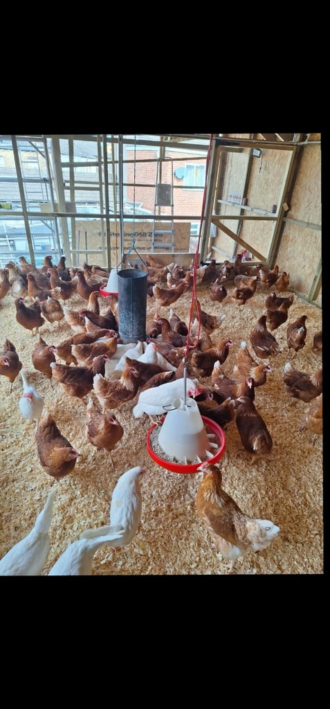 Chickens MALE AND FEMALE for sale