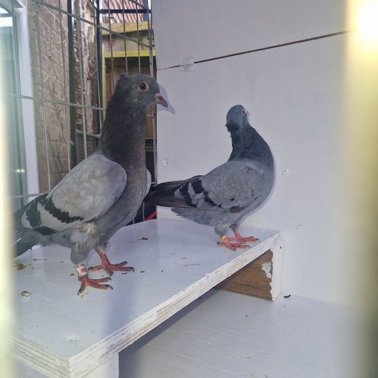 Serbian highflyers for sale 