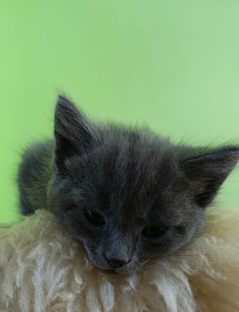Russian Blue kitten for sale