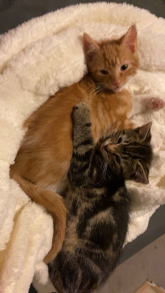 2 Male kittens left rest of litter gone 