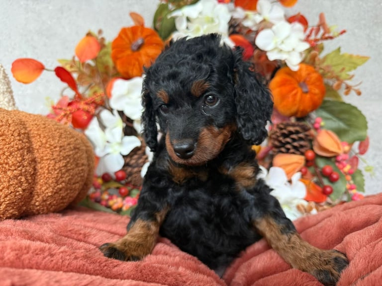 2 Gorgeous F2 Cockapoo puppies for sale 