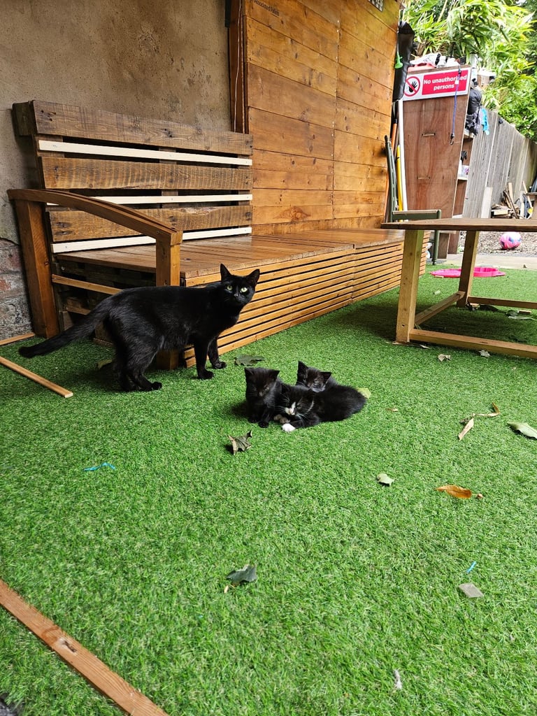 Cats for sale