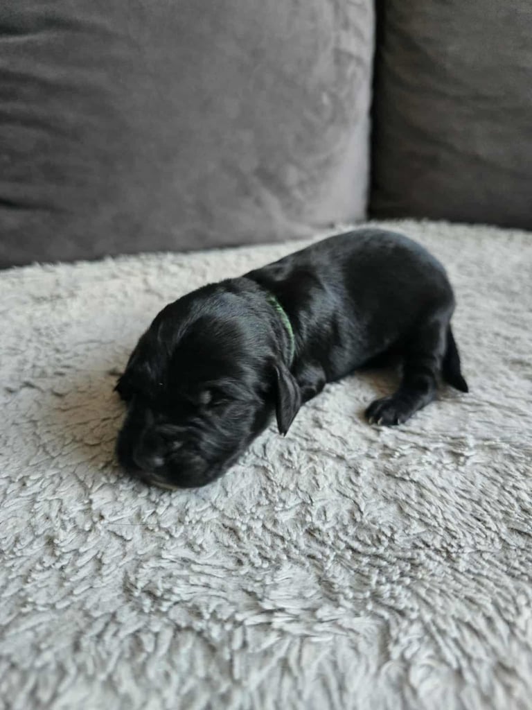 ALL SOLD PENDING PICK UP Sprocker Spaniel Puppy LEFT 