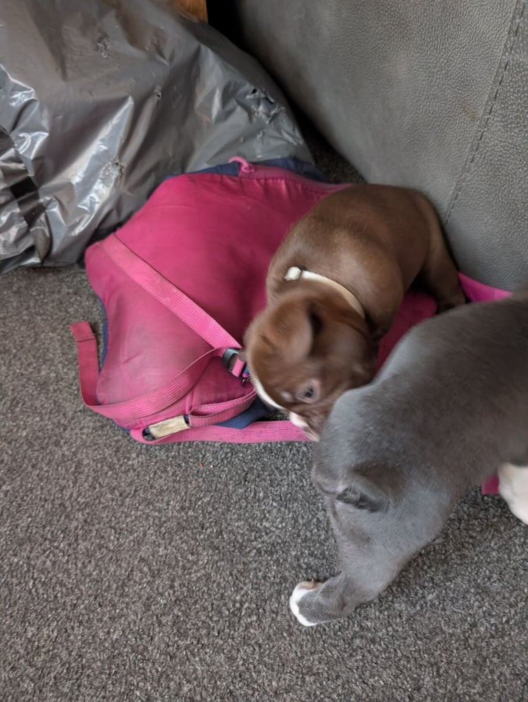 Frenchton pups