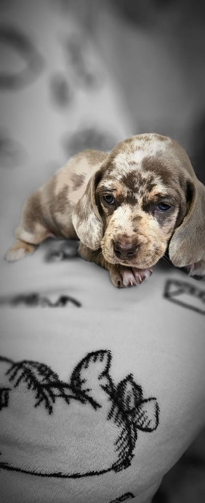 Dashhound puppies 