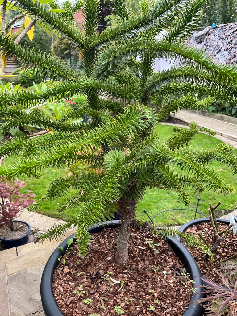 Monkey puzzle tree