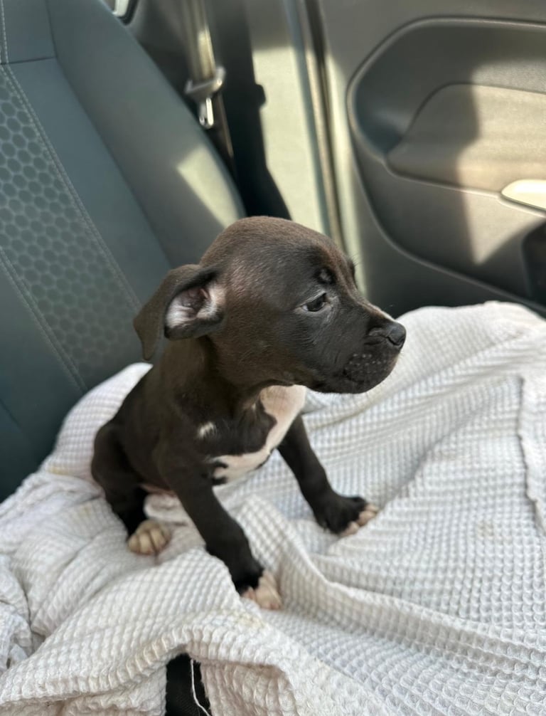 🏡 Gorgeous Cane Corso × Staffordshire Puppies Ready for Their Forever Homes! 🐾