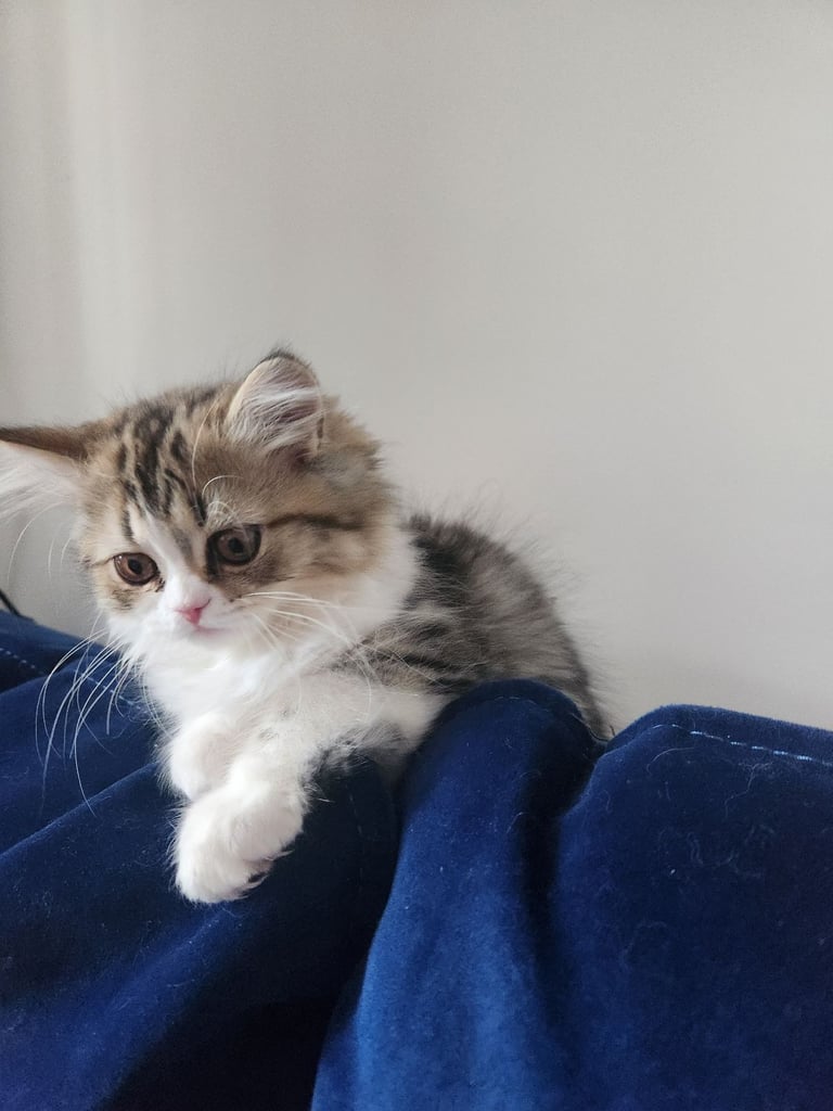 Pure persian doll face chinchilla kitten 