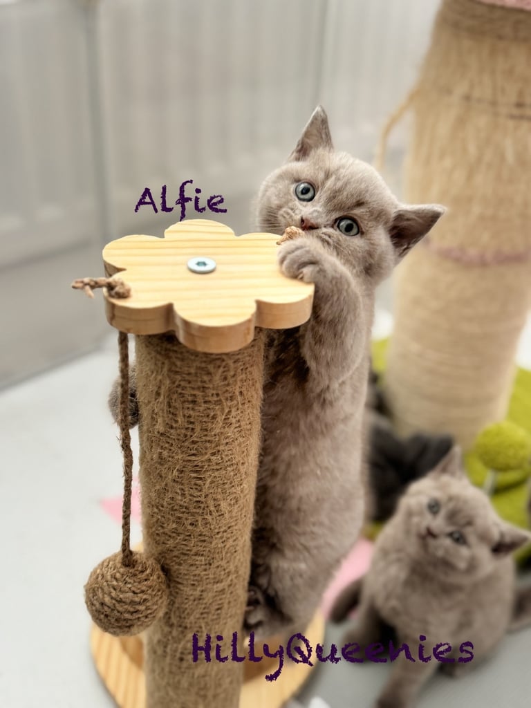 British Shorthair 5th Gen Pedigree Kittens – Lilac & Blue Boys