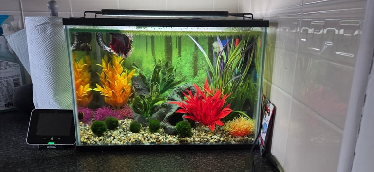Betta & aquarium 