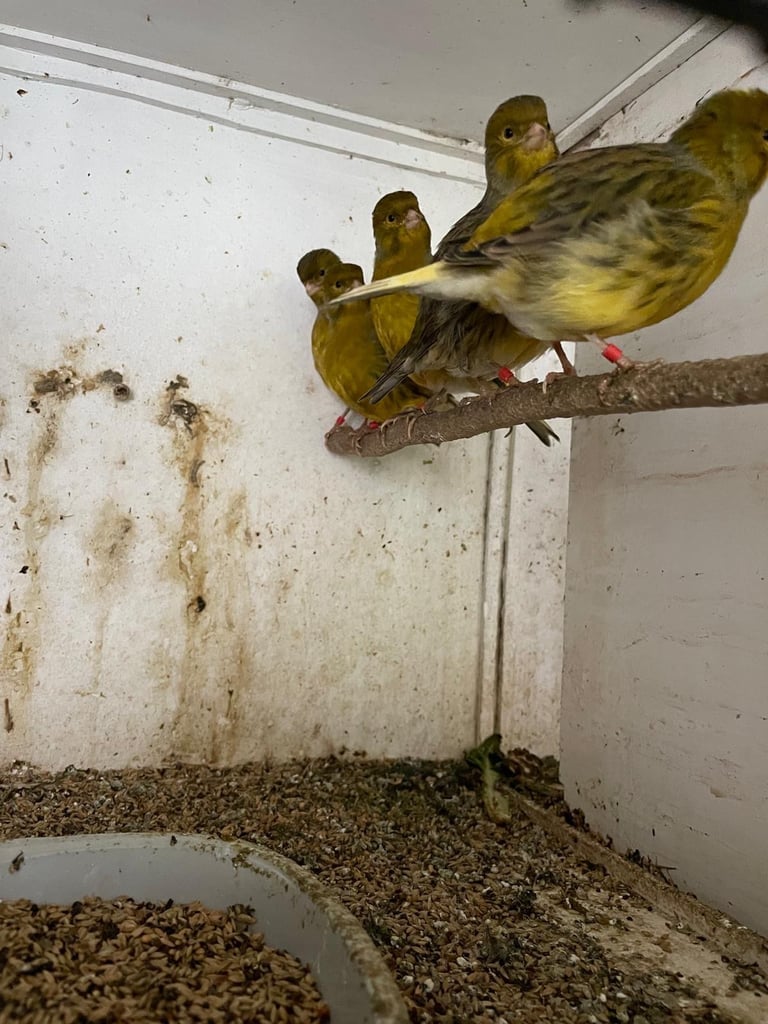 Mosaic canaries