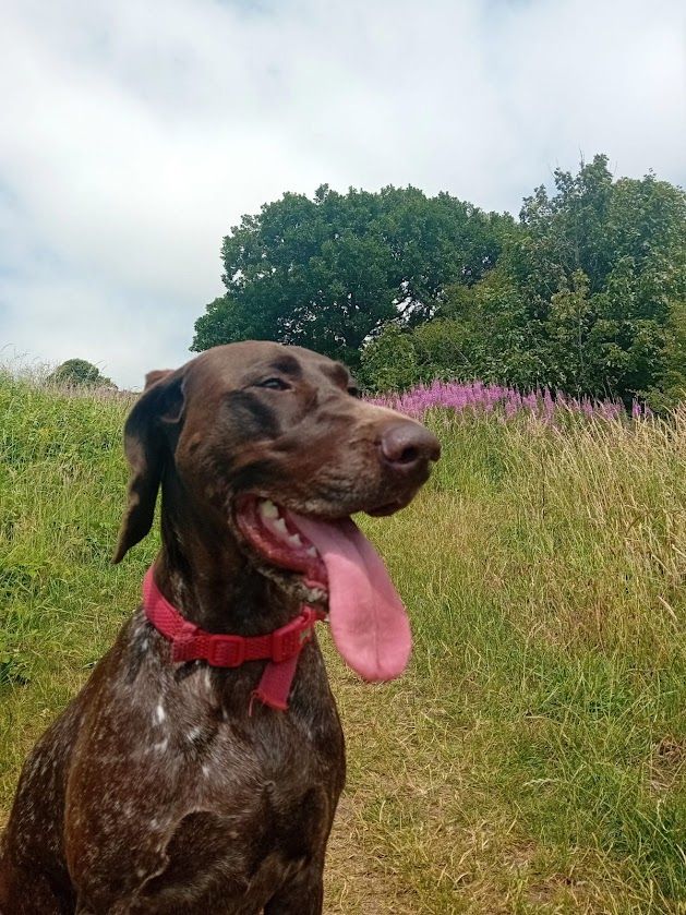 Amazing Pointer Puppies For Sale Excellent Pedigree