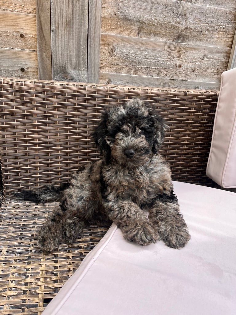 Cockapoo 17 weeks old blue merle