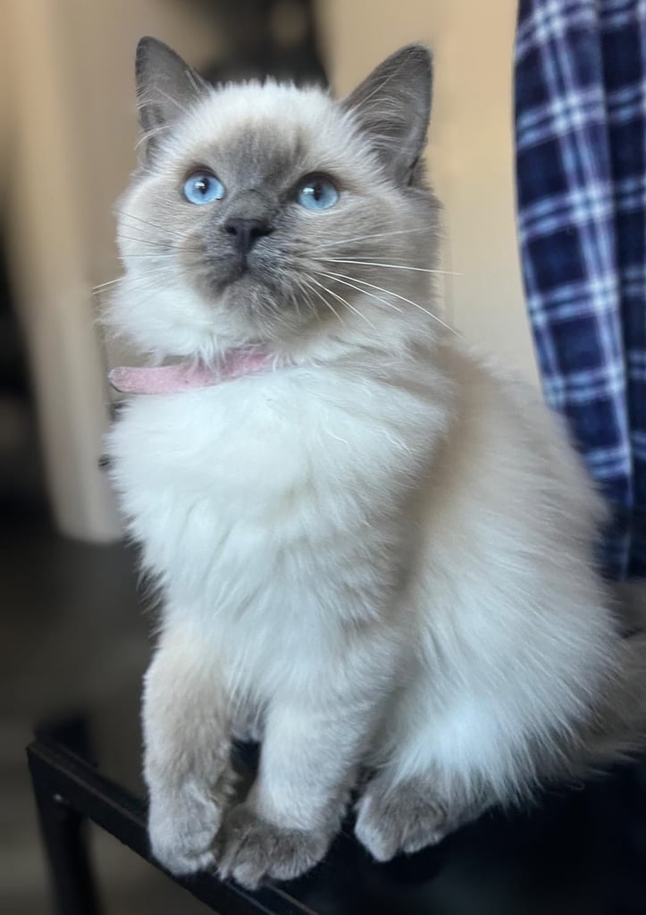 1 Adorable Ragdoll Boy left & Looking for Their Loving Home 