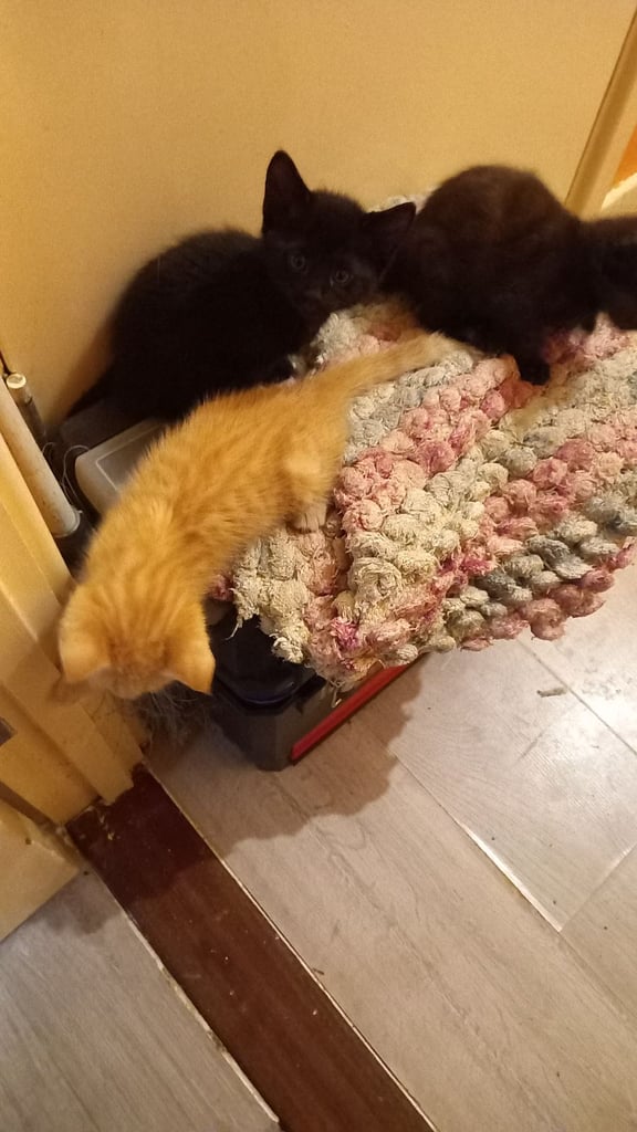 Energetic kitties 