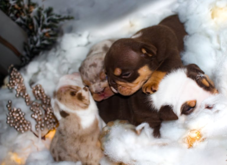 English Bulldogs Merle and Choco Tri